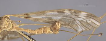 Media type: image;   Entomology 10301 Aspect: Wing front